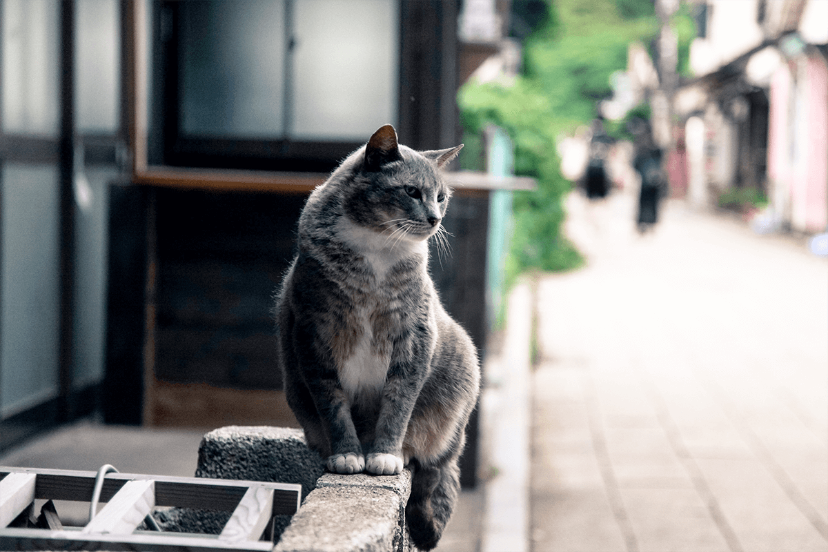 Img yanaka